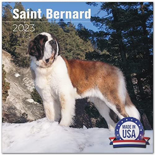 2022 2023 Calendário de St. Bernard - Saint Bernard Dog Raid Calendar Montagem - 12 x 24 Open - Papel sem vergonha - Presente - Calendário Planejador do Professor Acadêmico Organização e Planejamento - Feito nos EUA