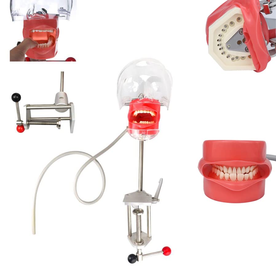 Teptoarch Head Model Dental Simulator Manikin Phantom com montagem em bancada para o dentista ensino ajuste de 360 ​​graus