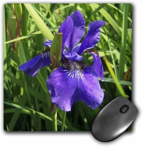 3drose LLC 8 x 8 x 0,25 polegadas Blue Iris Mouse Pad