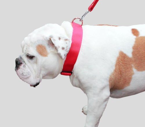 Colar de cão de nylon vermelho ajustável de serviço pesado 1,5 de largura.