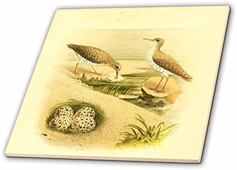 3drose bird birds impressão casal de areia manchada com ovos arte de pássaros aquáticos - telhas