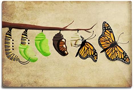 Lantern Press Monarch Butterfly Lifecycle