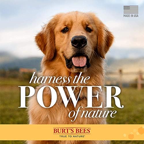 Abelhas de Burt para cães Condicionador de aveia natural com farinha de aveia coloidal e mel | Condicionador de cães de aveia, 1 galão | Crueldade grátis, sulfato e parabenos, condicionador de cães gratuito e calmante para todos os cães