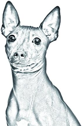 American Hairless Terrier, lápide oval de azulejo de cerâmica com uma imagem de um cachorro