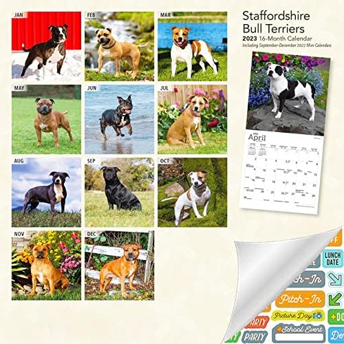 Staffordshire Bull Terriers Calendário 2023 - Deluxe 2023 Stafford Mini Calendário Pacote com mais de 100 adesivos de calendário