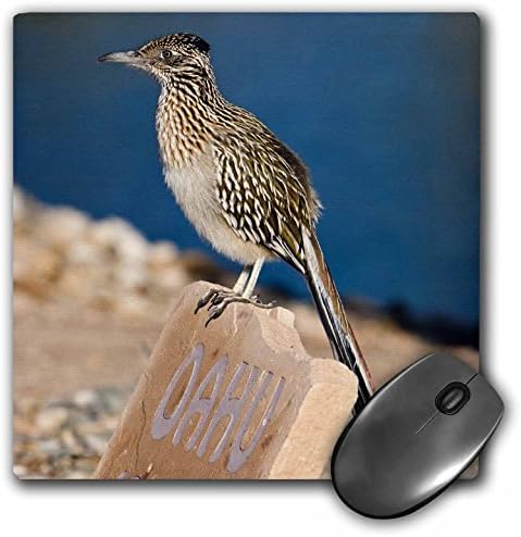 3drose LLC 8 x 8 x 0,25 Arizona Lake Havasu City Grande Roadrunner Bird Jaynense Gallery Mouse Pad