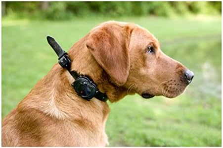 D.T. Systems Dog Unlimited Micro-IDT Plus Sistema de Treinamento para Cães