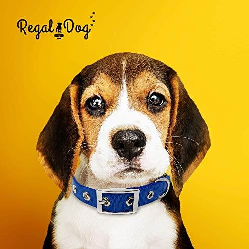 REGAL DOG ​​Products Nylon Dog Collar com fivela de metal | Para cães pequenos, médios e grandes | Colar azul para cachorro masculino