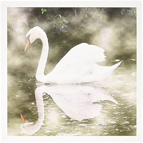Swan 3drose na névoa - fotografia - cartões de felicitações, 6 x 6 polegadas, conjunto de 6