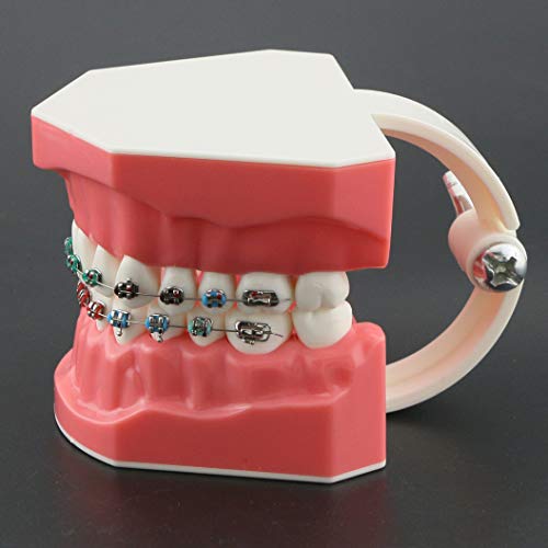 Modelo de dentes padronizados dentários de Seujjro Ortodôntico com fios de metal e adultos de suporte para crianças ensinando