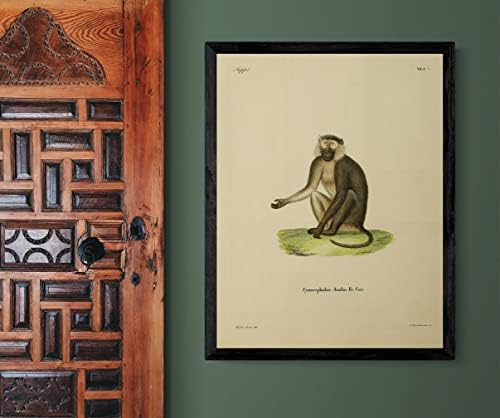 Olive Baboon PriMate Monkey Vintage Wildlife Decor de escritório de sala de aula Zoologia Ilustração Antique Poster de