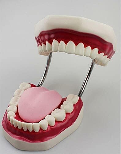 Yuang Lifeng Standard Dentist Dentista Ensino de Higiene Oral Modelo 8.66 5,9 5,5 polegadas Estudo de Ensino odontológico Os suprimentos de adulto padrão