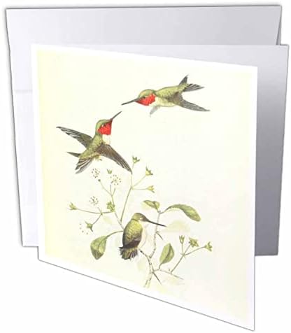 3drose vintage ruby ​​throated beijes pássaros impressão de arte para pássaro. - Cartões de felicitações