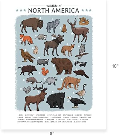 Vida Selvagem da América do Norte - Poster de arte educacional de parede para crianças ou decoração de sala de aula de escola