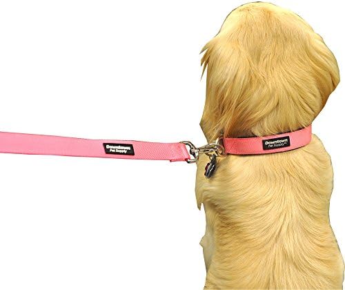 Downtown Pet Supply Deluxe Dog Collar - Collar de cachorro ajustável acolchoado com fivela de metal e ring - Machine Washable