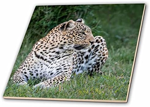 3drose Africa, Quênia, Reserva Nacional Maasai Mara. Leopardo em repouso. - Azulejos