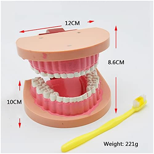 Kh666zky escovar o fio dental Typeeth Typodonts Modelo - Modelo Dental - Gingiva Visible Anatomic Demonstration Ensthing Studying