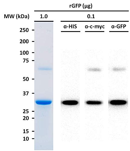Proteína fluorescente verde, aprimorada 5,0 mg | Reagente do laboratório de biologia molecular | Proteína recombinante