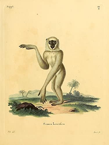 Silvery Javan Gibbon PriMate Monkey Vintage Wildlife Decor de escritório de sala de aula Zoologia Ilustração Antique Poster de Bine Art Print - 6x8 - Peel & Stick