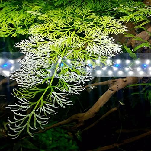 Mainam Water Sprite Ceratopteris thalictroides em vasos de plantas de aquário vivo decorações de água doce tanque de peixe aquático