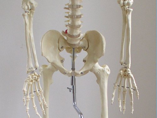 Modelo de esqueleto humano - versão de vida com coluna espinhal flexível