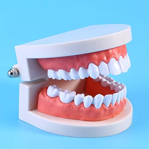 Belra falsa do doitool dentes de dentes de dentes de escovação do modelo de prática de ensino odontológico de crianças suprimentos