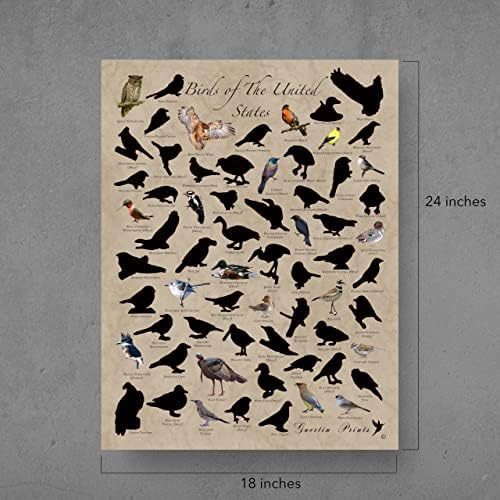 Aves da América do Norte - imperdível - arranhado pôster - pôster de pássaro 18 x 24 polegadas