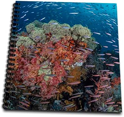 3drose Indonésia, Papua Ocidental, Raja Ampat. Coral Reef Scenic - desenho de livros