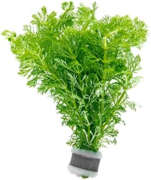 Substratesource Plantas de haste de aquário vivo - planta aquática de água doce para tanques de peixes, aquascaping -