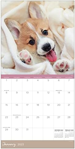 TF Publishing Puppies 2023 Calendário de parede 12 meses | Premium 2023 Parede do calendário | Grande calendário de parede 2023 mensalmente