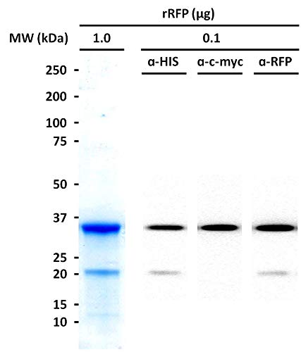 Proteína fluorescente vermelha, aprimorada 1,0 mg | Reagente do laboratório de biologia molecular | Proteína recombinante