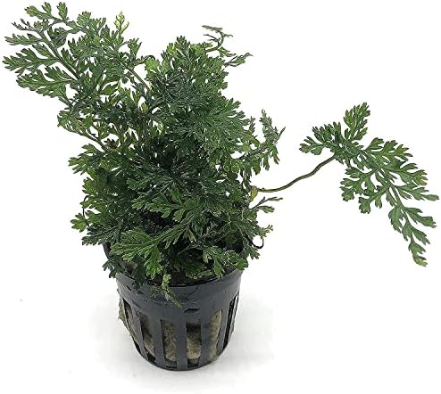 Substratos ou mini bolbitis folhas de folhas - planta de aquário vivo para decorações de tanques de peixes