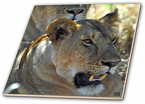 3drose CT_9891_1 Lion, Panthera Leo, Parque Nacional Masai Mara Quênia Africa de 5 Cerâmicos, 4 polegadas