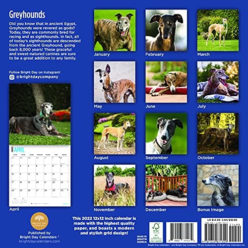 2022 Calendário de parede Greyhounds por dia brilhante, 12 x 12 polegadas, cachorro de cachorro fofo