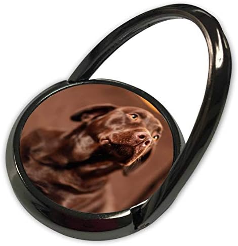 3drose tdswhite - fotografia diversa - Chocolate Lab Lab Labrador Retriever foto - anel de telefone
