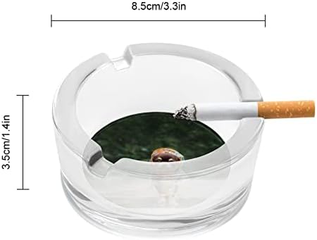 Chihuahua engraçado em cinzeiros de vidro de capa de chuva para cigarros e charutos Round Ash bandeja de estojo para o presente